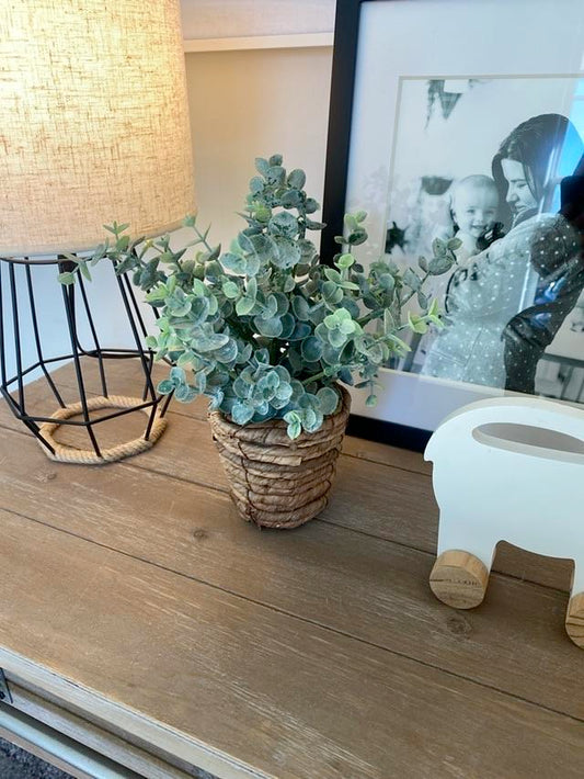 Eucalyptus Plant in Woven Basket