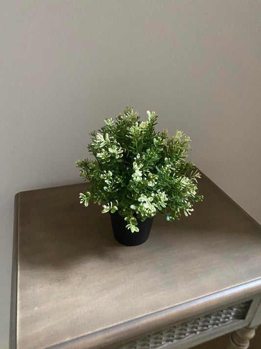 Faux Succulent in Black Pot