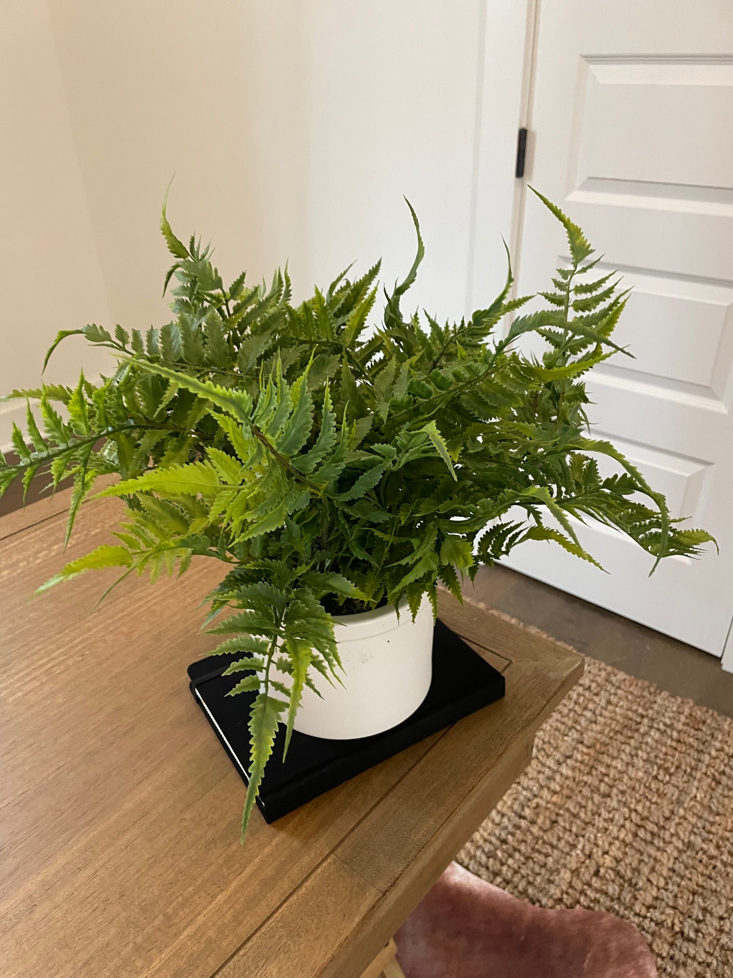 Medium Fern in White Pot