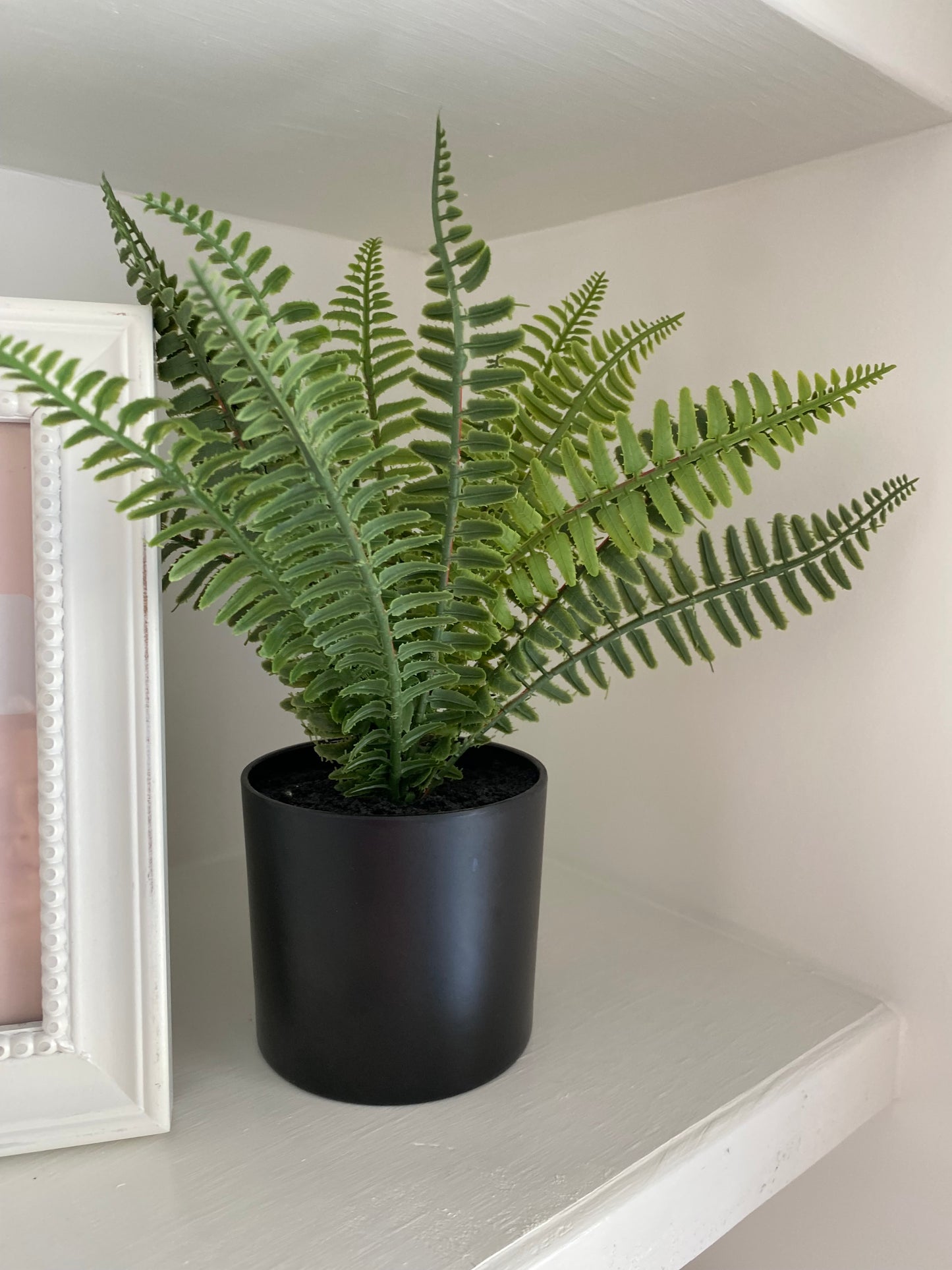 Fern in Black Pot